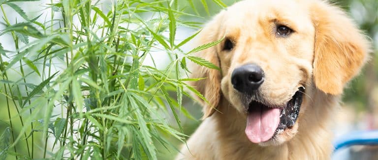 Differential List for Canine Marijuana Toxicosis: See What the Data Says