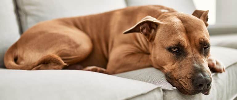 Avoiding GI Ulceration: Practical Tips for NSAID and Corticosteroid Use in Canines