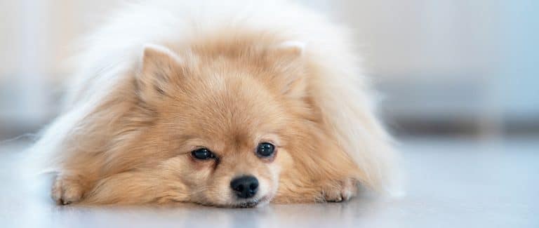 The Hidden Signs of Canine Chronic Pain
