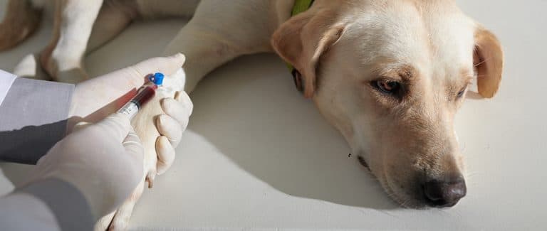 Canine Pancreatitis Diagnostics: Which cPL Test Is Best?
