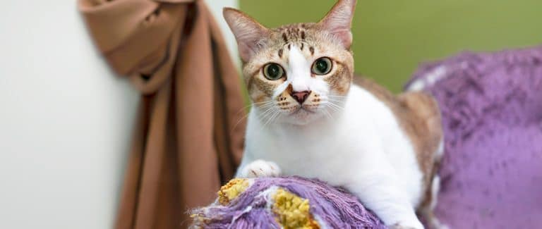 Scratch That: The Keys to Reducing Unwanted Scratching