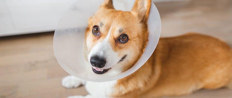 What Does the Data Say? Investigating the Association Between Canine Gonadectomy and CCL Disease