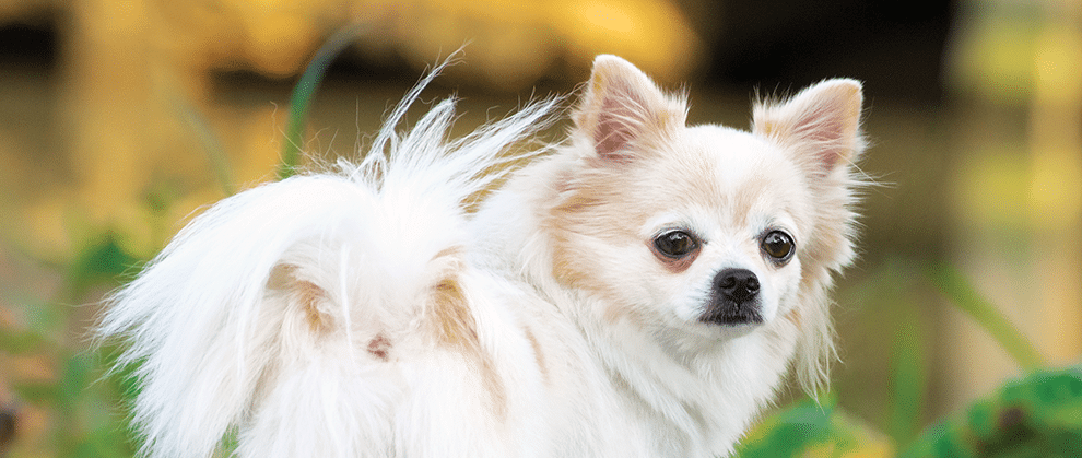 Canine Patellar Luxation: Diagnosis and Treatment Options for General Practitioners - Featured Image