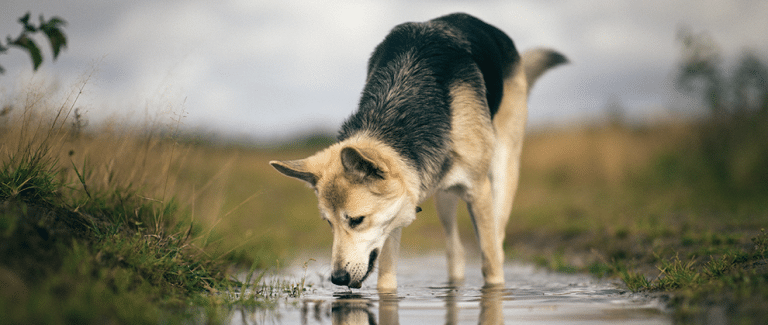 An Update on the Diagnosis and Management of Leptospirosis