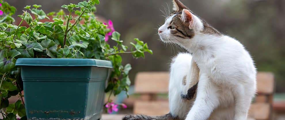 5 Tips for Educating Cat Owners About Feline Parasite Protection - Featured Image