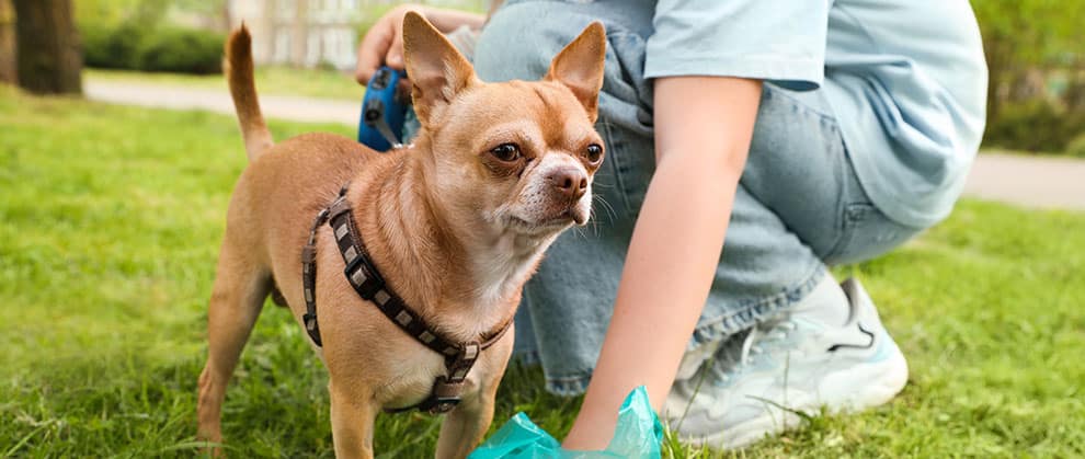 5 Tips for Giardia Management - Featured Image