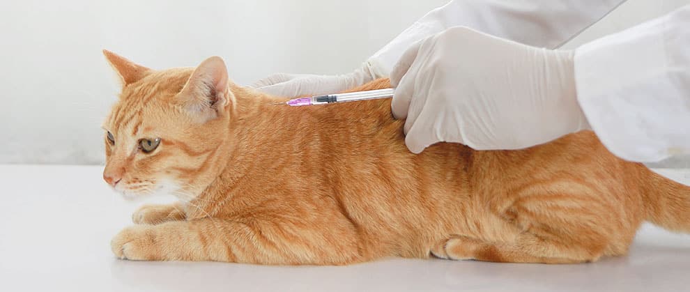 5 Must-Know Issues Regarding Rabies - Featured Image