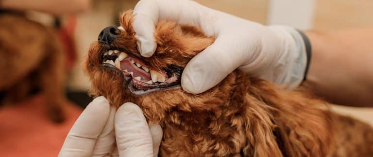 āWe Were Absolutely Blown Awayā: Trametinib and Canine Oral Tumors