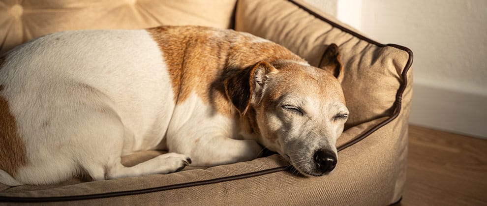 5 Prevention Strategies for Canine Osteoarthritis - Featured Image