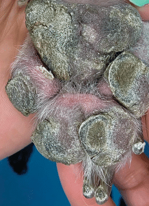 How to Determine the Causes of Pododermatitis in Small Animals | Today ...
