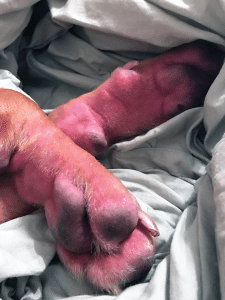 How to Determine the Causes of Pododermatitis in Small Animals | Today ...