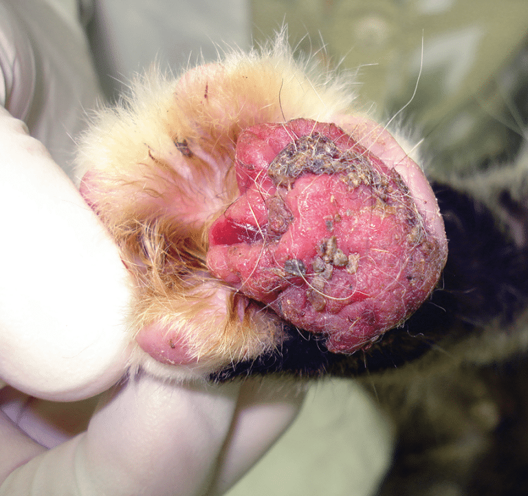 How to Determine the Causes of Pododermatitis in Small Animals | Today ...