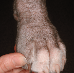 Pyoderma Dog Feet How to Determine the Causes of Pododermatitis in Small Animals | Today ...