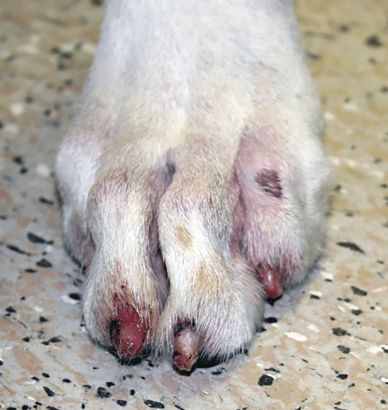 Rabbit Pododermatitis Cause How to Determine the Causes of Pododermatitis in Small Animals | Today ...