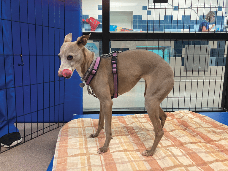 View of Pain Management in Dogs With Low Back Pain and Sciatica | Today's ...