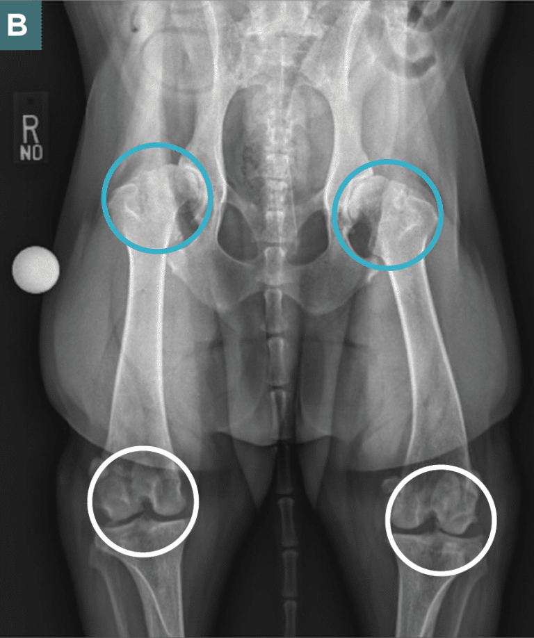 Spinal Compression Dog Pain Management in Dogs With Low Back Pain and Sciatica | Today's ...
