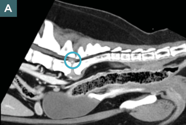 Spinal Compression Dog Pain Management in Dogs With Low Back Pain and Sciatica | Today's ...