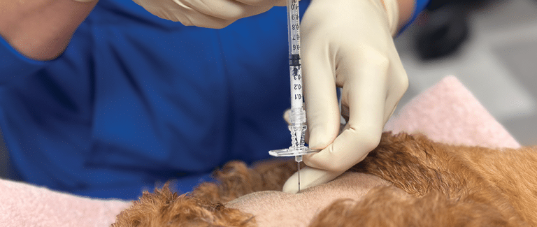 Pain Management in Dogs With Low Back Pain and Sciatica