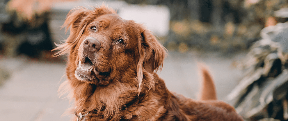 Diagnosis and Long-Term Management of Canine Hypoadrenocorticism - Featured Image
