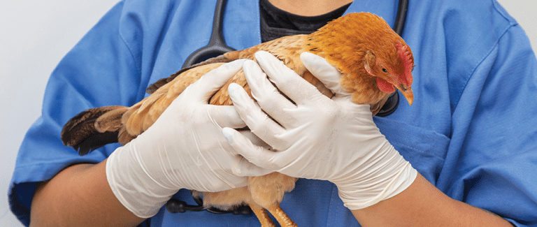 Resources for Backyard Chicken Keepers