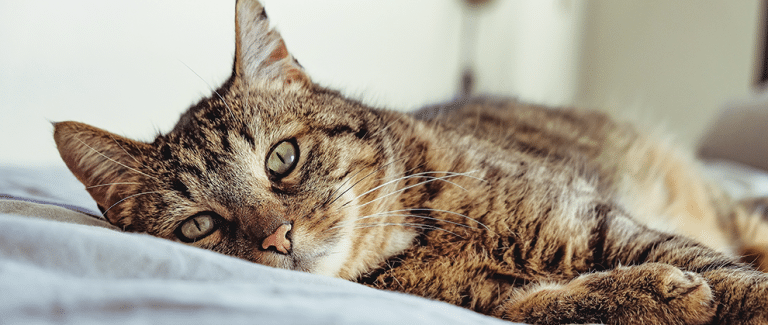 Pharmacologic Approaches to Feline Infectious Peritonitis