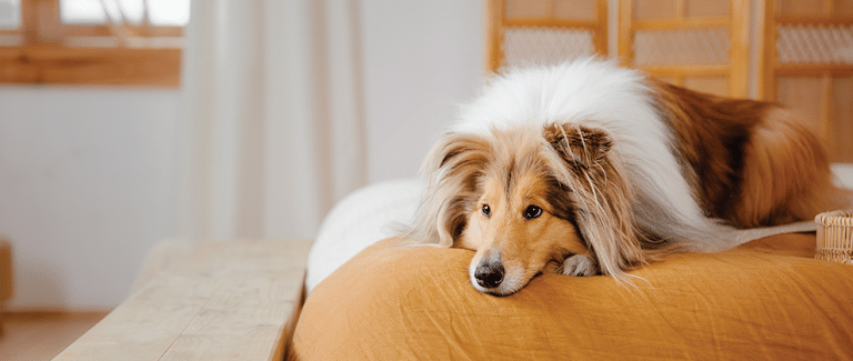 Canine and Feline Exocrine Pancreatic Insufficiency