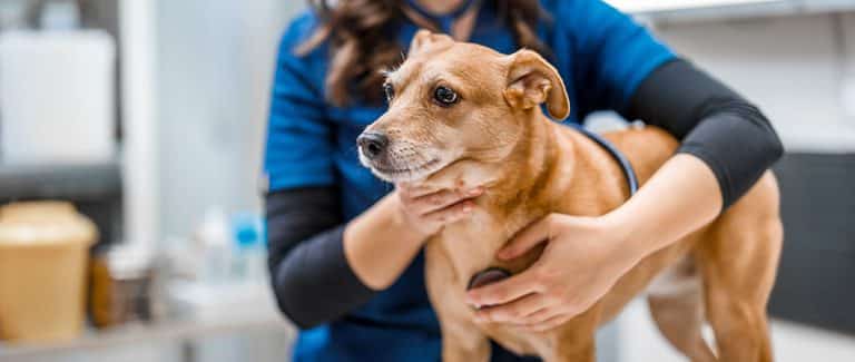 Algorithms for the Management of Systemic Hypertension in Dogs and Cats
