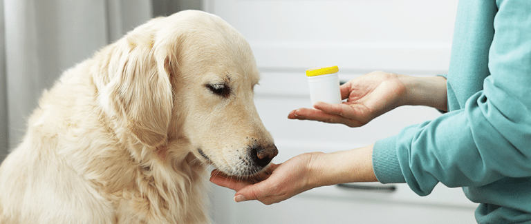 FAQs and Answers About Canine Heartworm Treatment