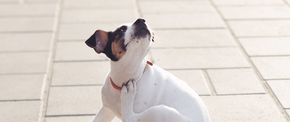 5 Tips for Managing Canine Allergies With Zenrelia™ (ilunocitinib tablets) - Featured Image