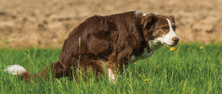 Multimodal Treatment Approach to Dogs With Chronic Diarrhea and the Role of the Microbiome
