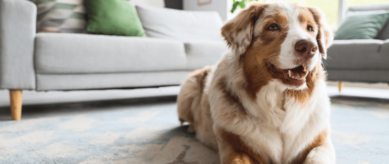 Diagnosing and Managing Urinary Incontinence in Canine Patients