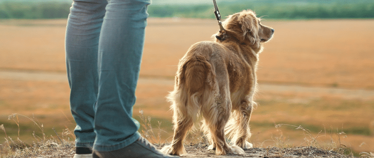 Canine Anal Sacculitis: A Brief Review With a Focus on the Recent Literature