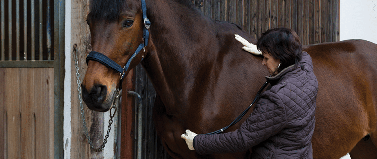 Common Causes of Colic in Horses