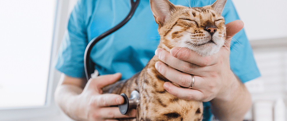 Antitussive Medications for Dogs and Cats - Featured Image