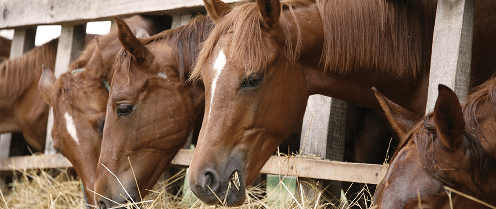 Nutritional Management of Equine Insulin Dysregulation - Featured Image