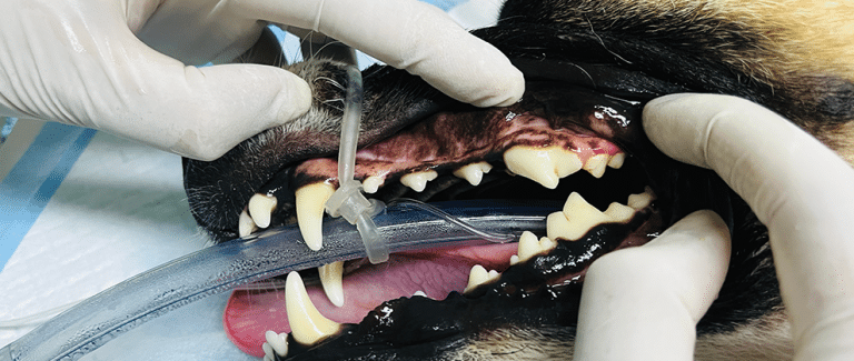 Anesthetic Strategies for the Dental Patient