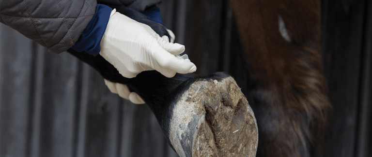 Current Equine Autologous BloodāDerived Orthobiologics for Treatment of Musculoskeletal Injuries