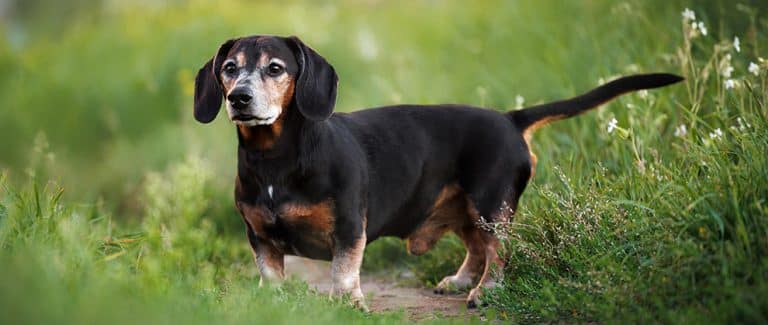 Does It Work in Dogs? Evaluating an Effective Treatment in Humans for Canine OA