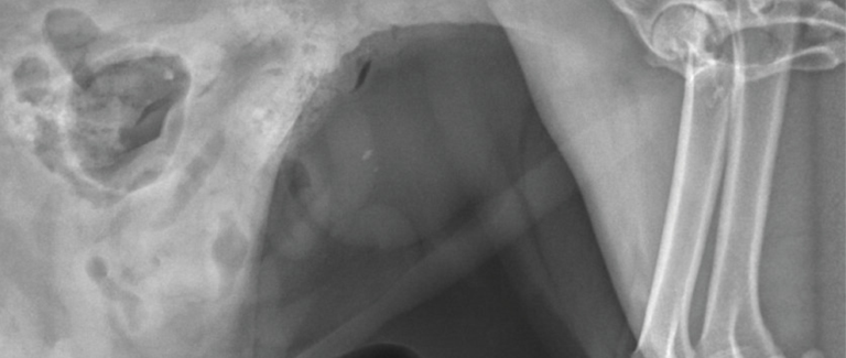 Understanding and Addressing Canine Calcium Oxalate Urolithiasis