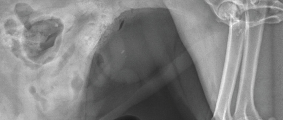 Understanding and Addressing Canine Calcium Oxalate Urolithiasis - Featured Image
