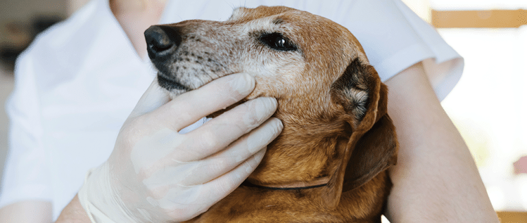 Can a Veterinary Patient Be Too Old for Anesthesia?