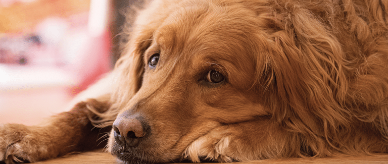 How to Approach Canine Leukemias in General Practice