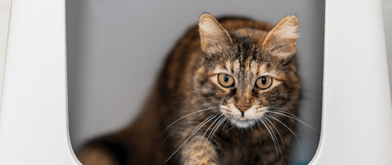 Feline Tritrichomonas foetus Infection