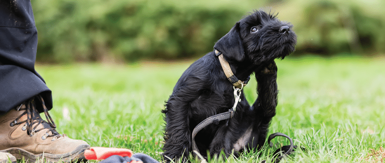 Updates on JAK Inhibitors for Veterinary Dermatology