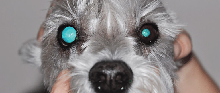 Algorithm for Diagnosing Acute Blindness in Dogs