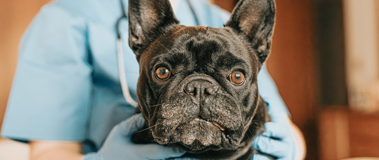 Assessing the Long-Term Success of BOAS Surgery