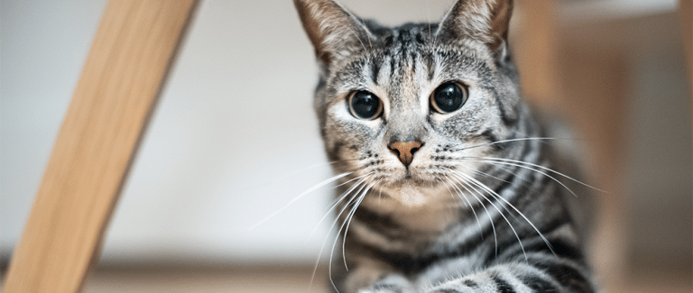 How to Diagnose and Manage Feline Seizures