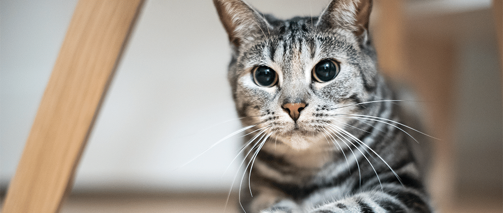 How to Diagnose and Manage Feline Seizures - Featured Image