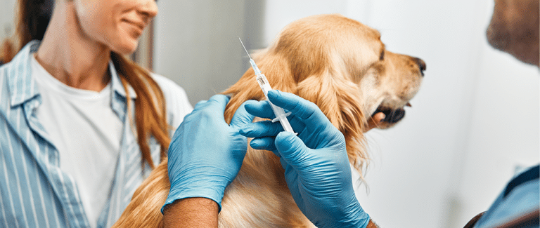 An Update on Canine Influenza Virus Vaccine Options