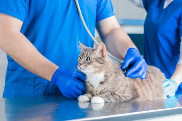 Algorithm: Diagnostic Approach to the Coughing Cat